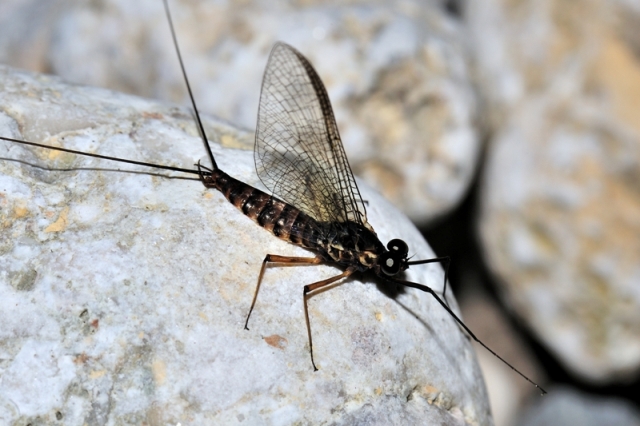 Ecdyonurus?